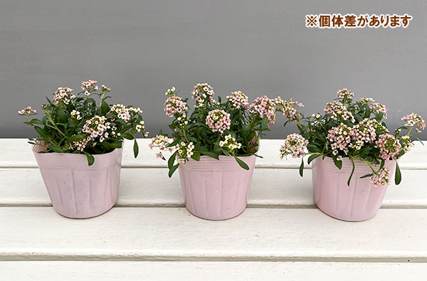 アリッサム：サーモン系3.5号ポット