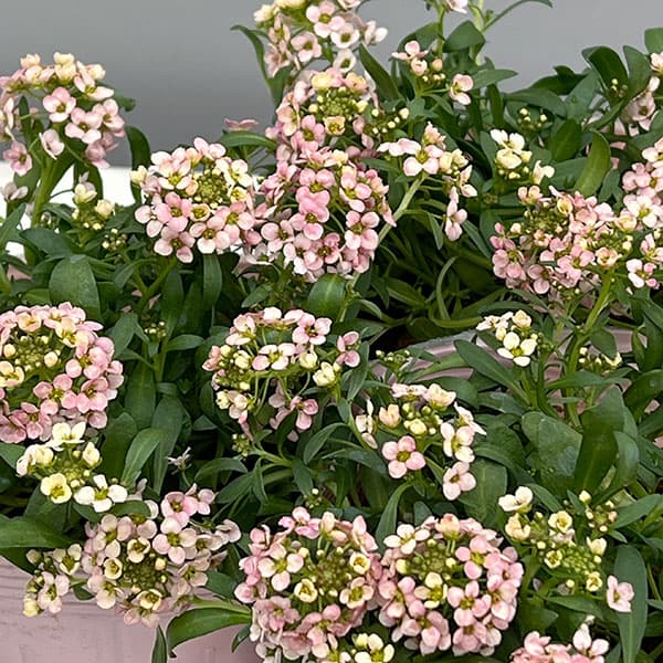 アリッサム：サーモン系3.5号ポット