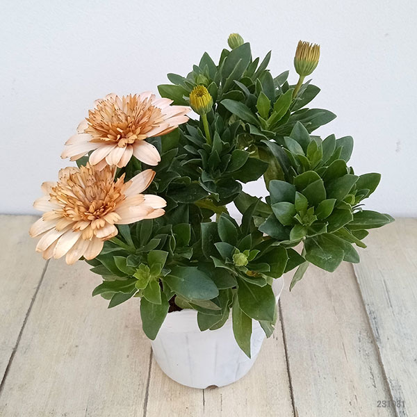 オステオスペルマム：プリンセス　コーラル3.5号ポット