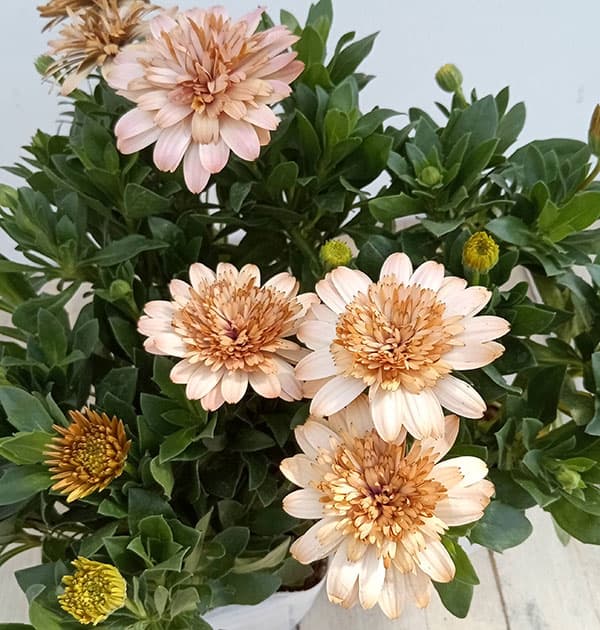 オステオスペルマム：プリンセス　コーラル3.5号ポット