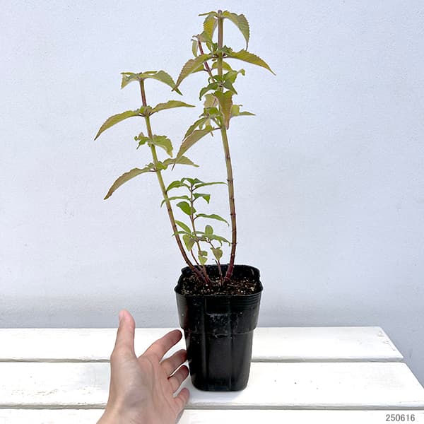 モナルダ(うどん粉病に強い):ビーマイン ライラック3.5号ポット