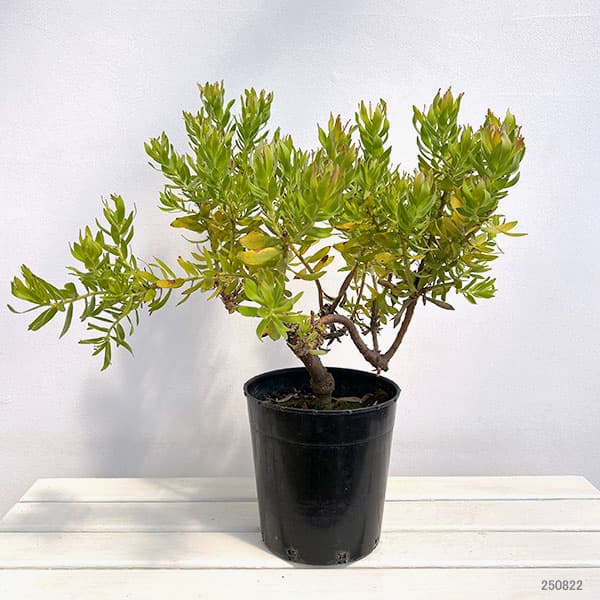 リューコスペルマム：カリプソレッド　7号鉢植え24-01