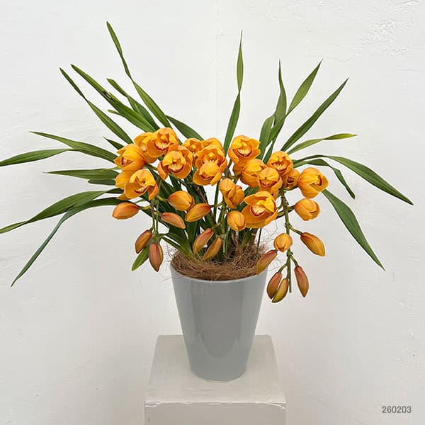 （わけあり特価）シンビジウム：マロンケーキ3本立ち6号鉢植えアーチ仕立て