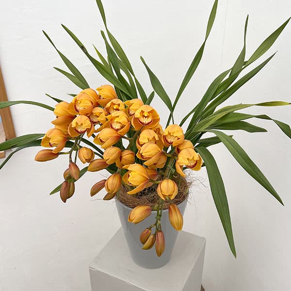 （わけあり特価）シンビジウム：マロンケーキ3本立ち6号鉢植えアーチ仕立て