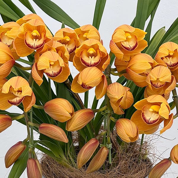 （わけあり特価）シンビジウム：マロンケーキ3本立ち6号鉢植えアーチ仕立て