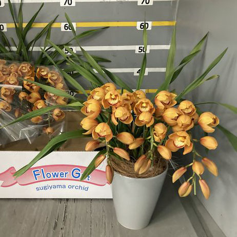 シンビジウム:マロンケーキ3本立ち6号鉢植えアーチ仕立て