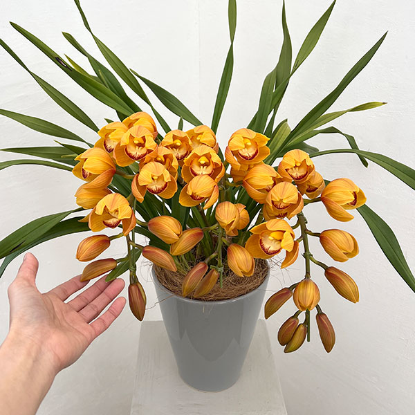 （わけあり特価）シンビジウム：マロンケーキ3本立ち6号鉢植えアーチ仕立て