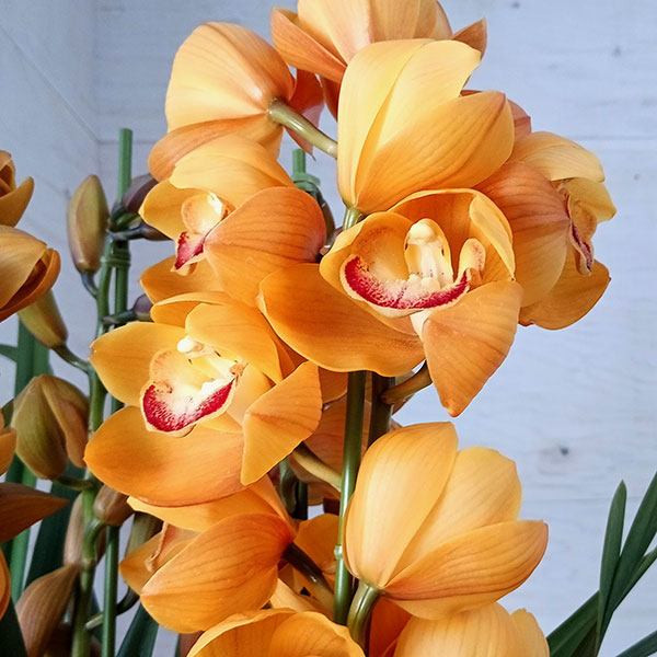 （わけあり特価）シンビジウム：マロンケーキ3本立ち6号鉢植えアーチ仕立て