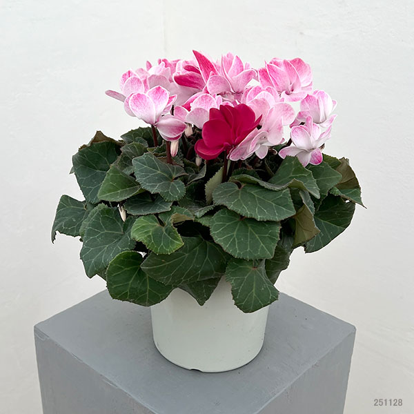 シクラメン（八重咲き）：ウインク シャワーワイン5号鉢植え