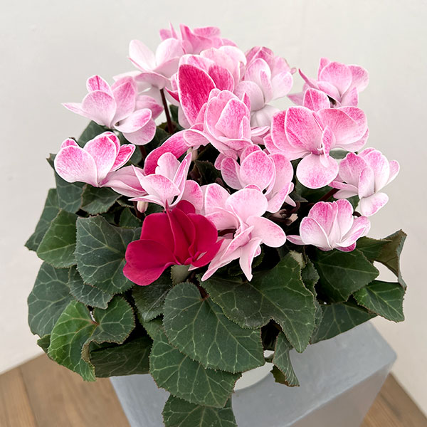 園芸ネット本店｜シクラメン（八重咲き）：ウインク シャワーワイン5号