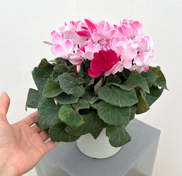 園芸ネット本店｜シクラメン（八重咲き）：ウインク シャワーワイン5号