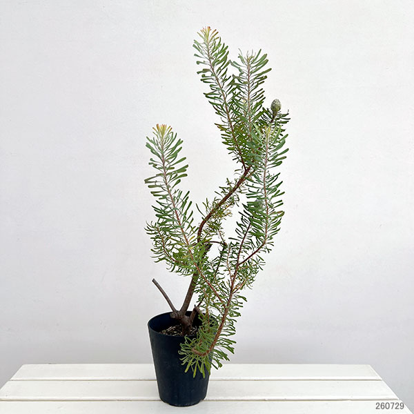リューカデンドロン:パープルヘイズ 5号鉢植え*