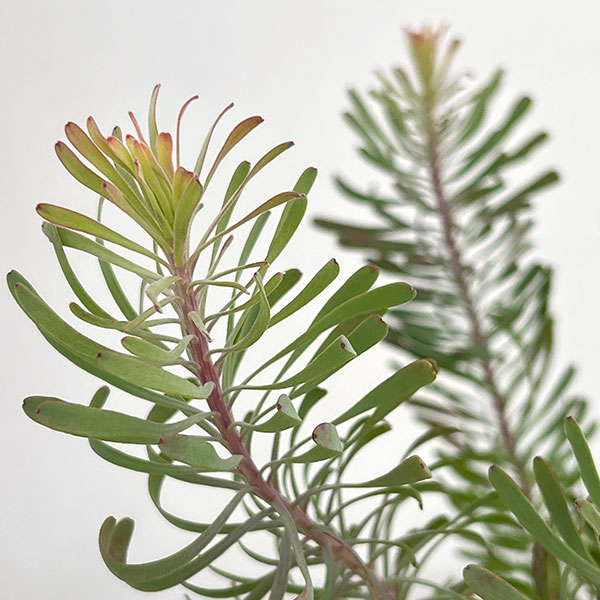 リューカデンドロン:パープルヘイズ 5号鉢植え*