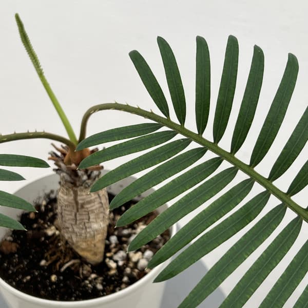 ディオーン:スピヌロスム 5号鉢植え