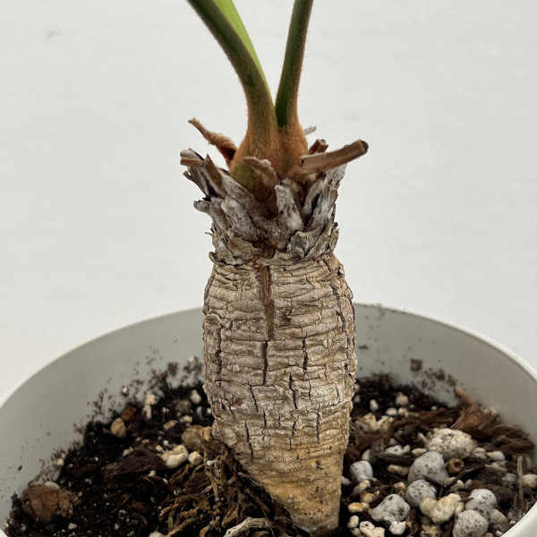 ディオーン:スピヌロスム 5号鉢植え