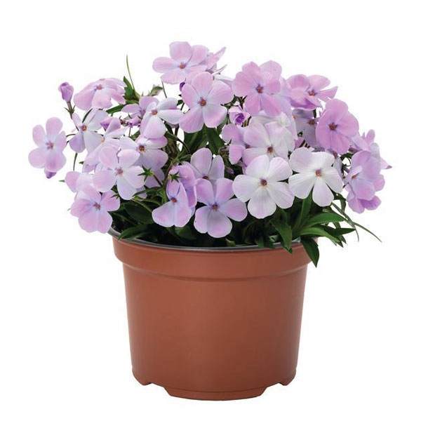 倍咲く芝桜（シバザクラ）：ウッドランダー ライラック3号ポット