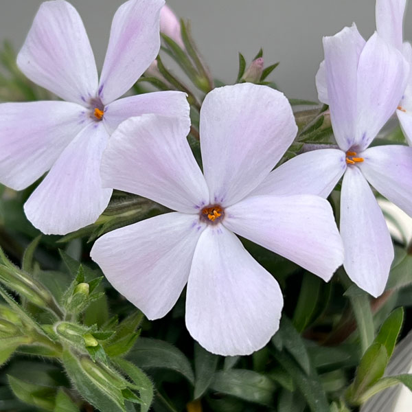 倍咲く芝桜（シバザクラ）：ウッドランダー ライラック3号ポット
