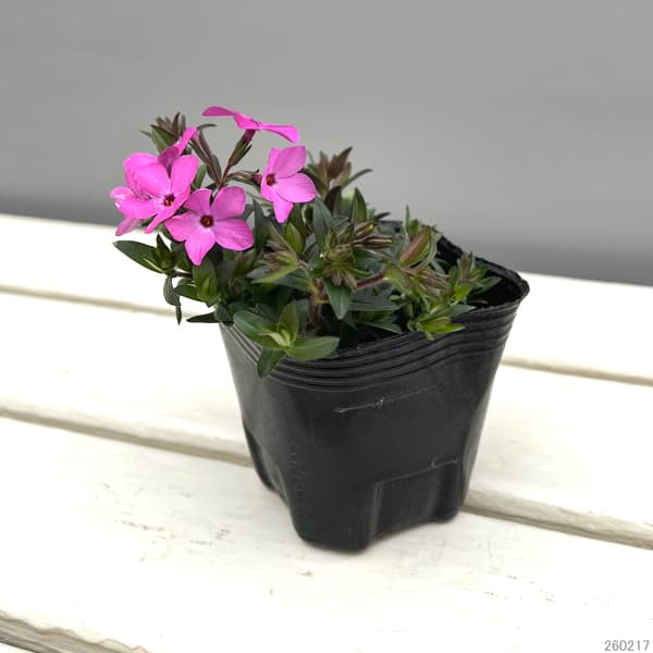 倍咲く芝桜（シバザクラ）：ウッドランダー ピンク3号ポット