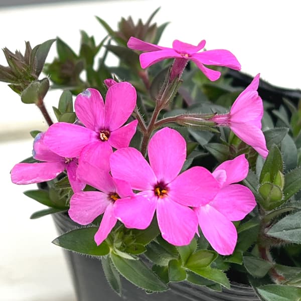 園芸ネット本店｜倍咲く芝桜（シバザクラ）：ウッドランダー ピンク3号