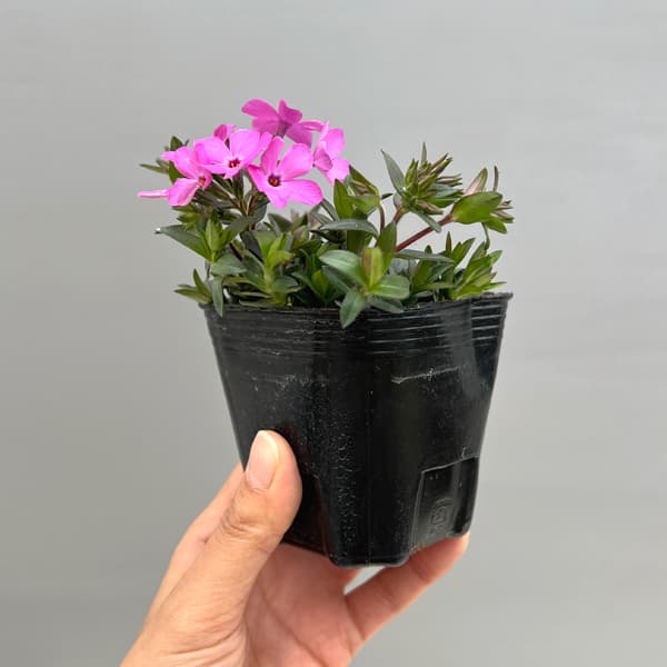 倍咲く芝桜（シバザクラ）：ウッドランダー ピンク3号ポット