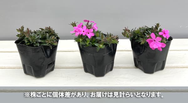 倍咲く芝桜（シバザクラ）：ウッドランダー ピンク3号ポット