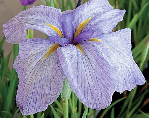 ハナショウブ（花菖蒲）：小青空（コアオゾラ）3号ポット