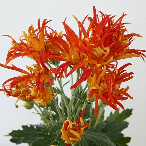 キク：嵯峨菊（さがぎく）オレンジ花4号鉢植え