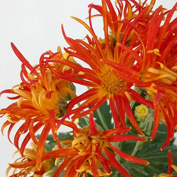 キク：嵯峨菊（さがぎく）オレンジ花4号鉢植え