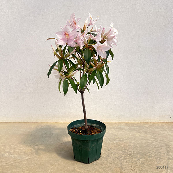 ツツジ:ウエキセイシカ(聖紫花)5号鉢植え