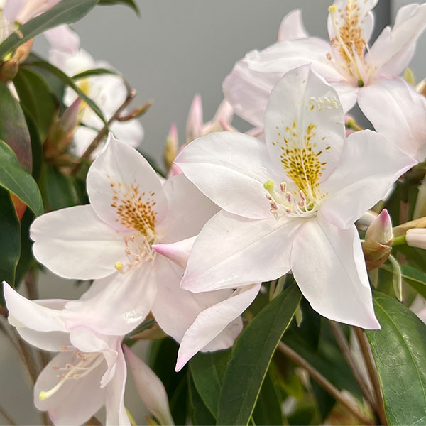 ツツジ:ウエキセイシカ(聖紫花)5号鉢植え