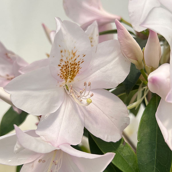 ツツジ:ウエキセイシカ(聖紫花)5号鉢植え