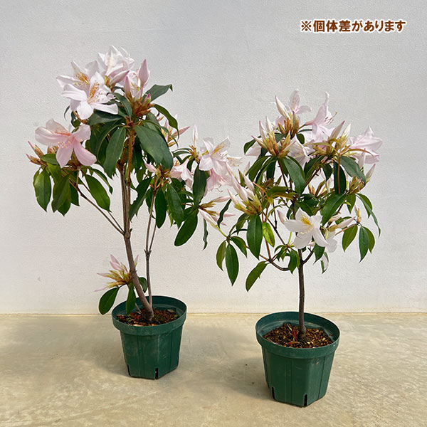 ツツジ:ウエキセイシカ(聖紫花)5号鉢植え