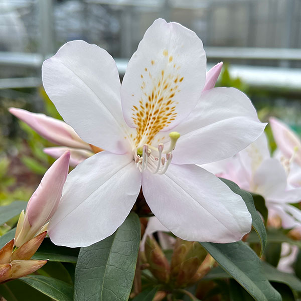 ツツジ:ウエキセイシカ(聖紫花)5号鉢植え