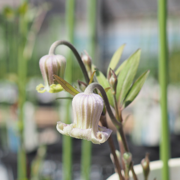 クレマチス：はるひ野3.5号ロングポット（ビオルナ系）