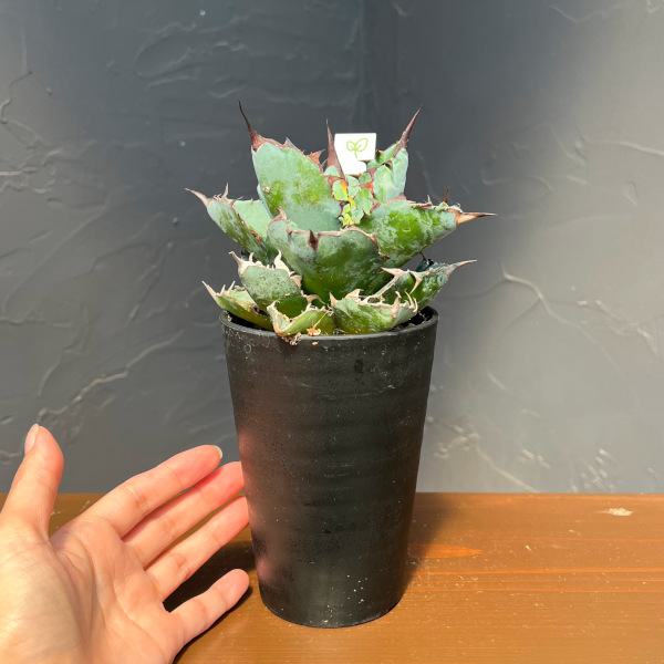 アガベ：チタノタ　ブラックアンドブルー　3.5号鉢植え**