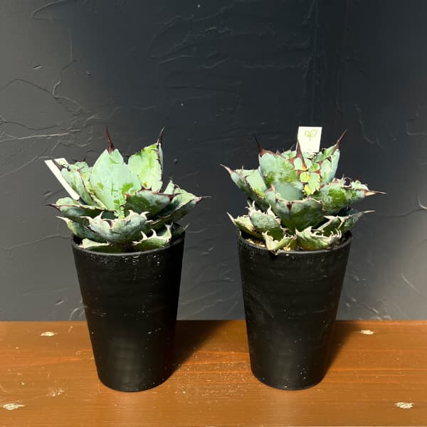 アガベ：チタノタ　ブラックアンドブルー　3.5号鉢植え**