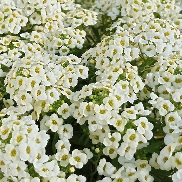 にゃーにゃ様◇ちょっと訳あり【ドライフラワー】アリッサム （ 812