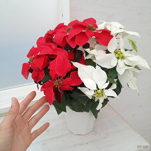 プリンセチア:レッドとホワイト4号鉢植え