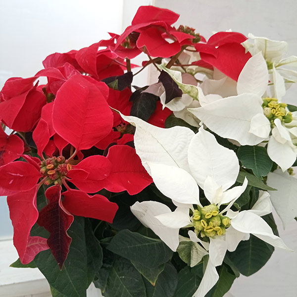 プリンセチア:レッドとホワイト4号鉢植え