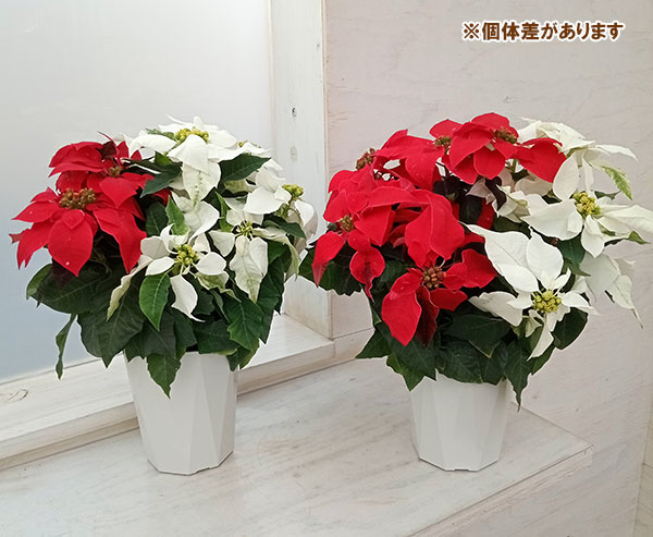 プリンセチア:レッドとホワイト4号鉢植え