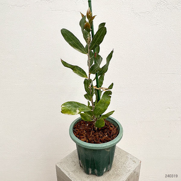 ハケア：ビクトリア6号鉢植え