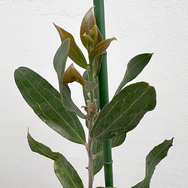 ハケア：ビクトリア7号素焼き鉢植え