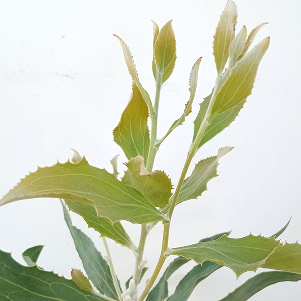 ハケア：ビクトリア6号鉢植え