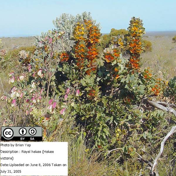 ハケア：ビクトリア7号素焼き鉢植え