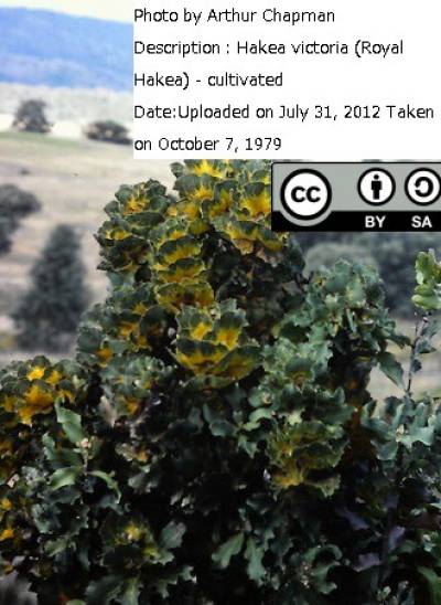 ハケア：ビクトリア7号素焼き鉢植え