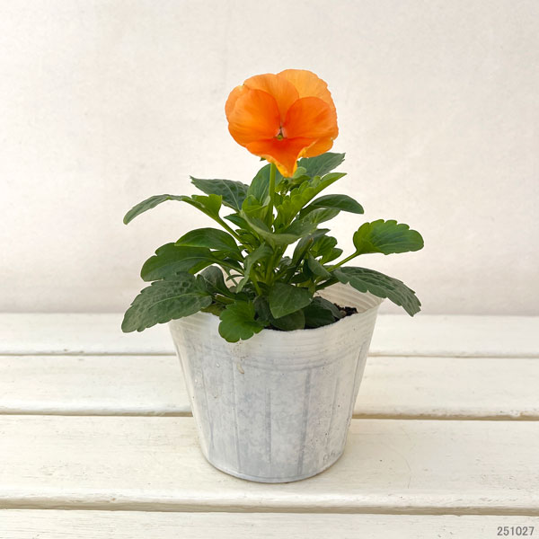 パンジー（大輪）：パシオ クリアオレンジ3.5号ポット