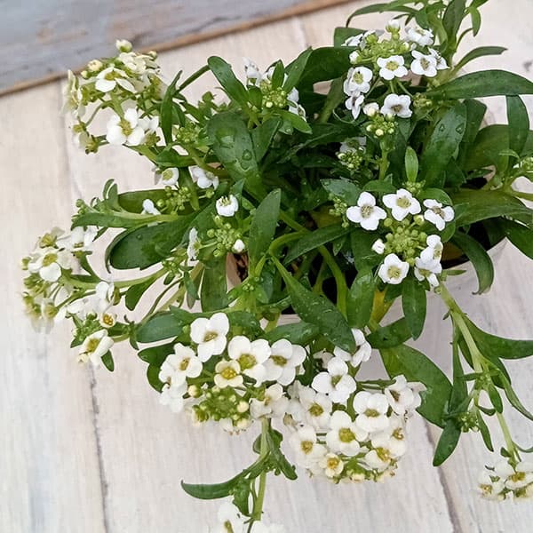 にゃーにゃ様◇ちょっと訳あり【ドライフラワー】アリッサム （ 812