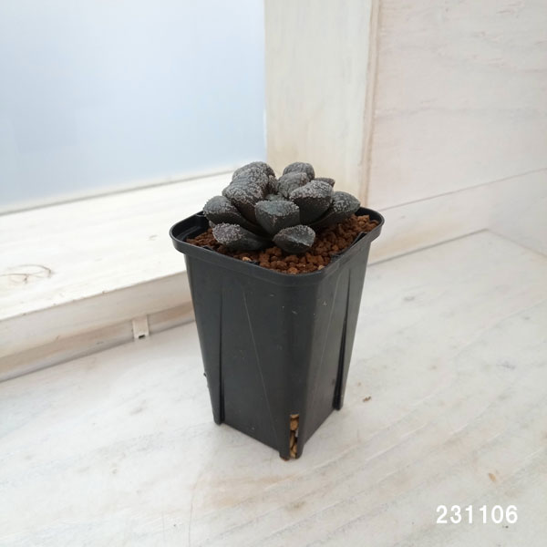 15c ハオルチア　多肉植物　指輪物語錦　自家繁殖 15c ハオルチア 多肉植物 指輪物語錦 自家繁殖 15c ハオルチア