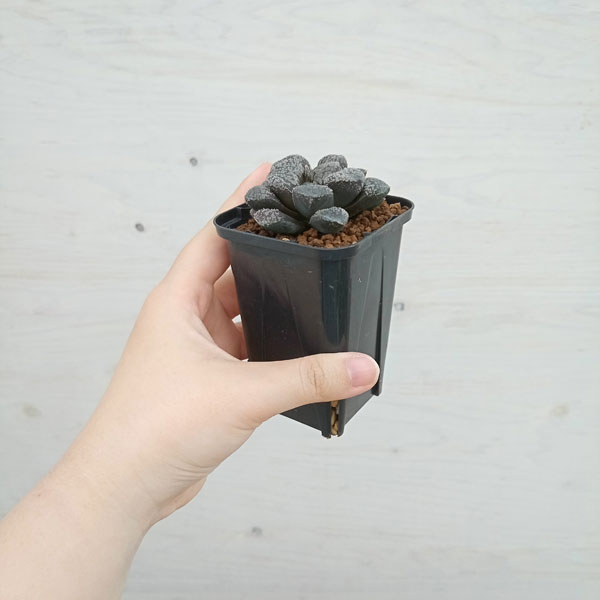 15c ハオルチア　多肉植物　指輪物語錦　自家繁殖 4N ハオルチア 多肉植物 アイスダイヤ錦巨大化 自家繁殖 - メルカリ
