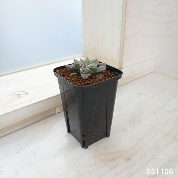 園芸ネット本店｜ハオルチア：ホワイトフォックス 2.5号鉢植え の通販